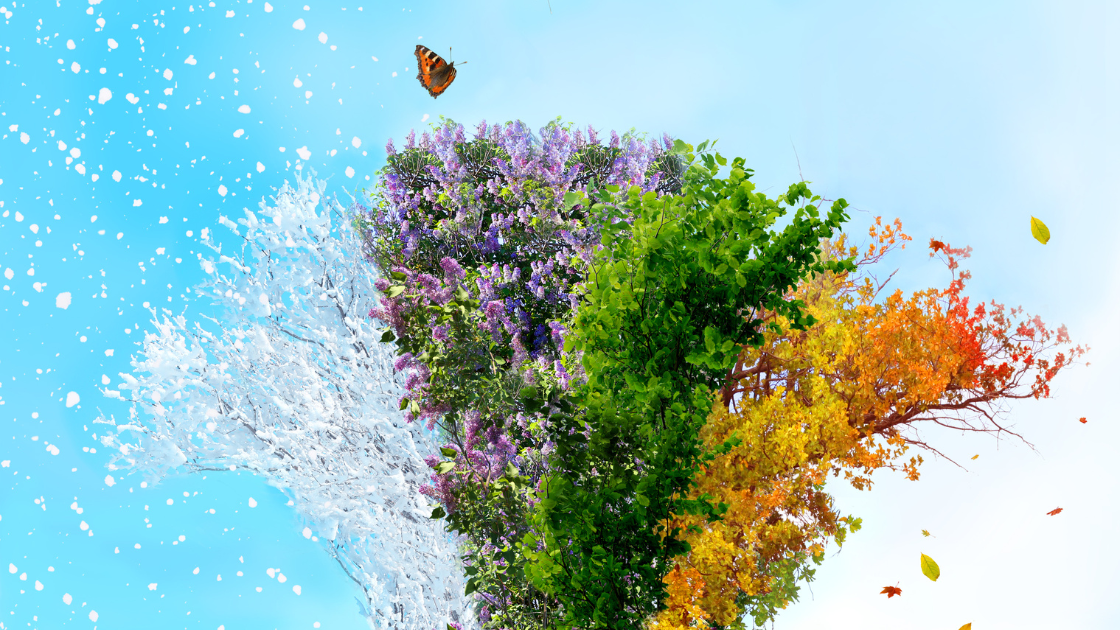 les 4 phases du cycle féminin ?